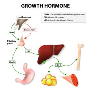 What Happens if You Stop Taking Growth Hormone?