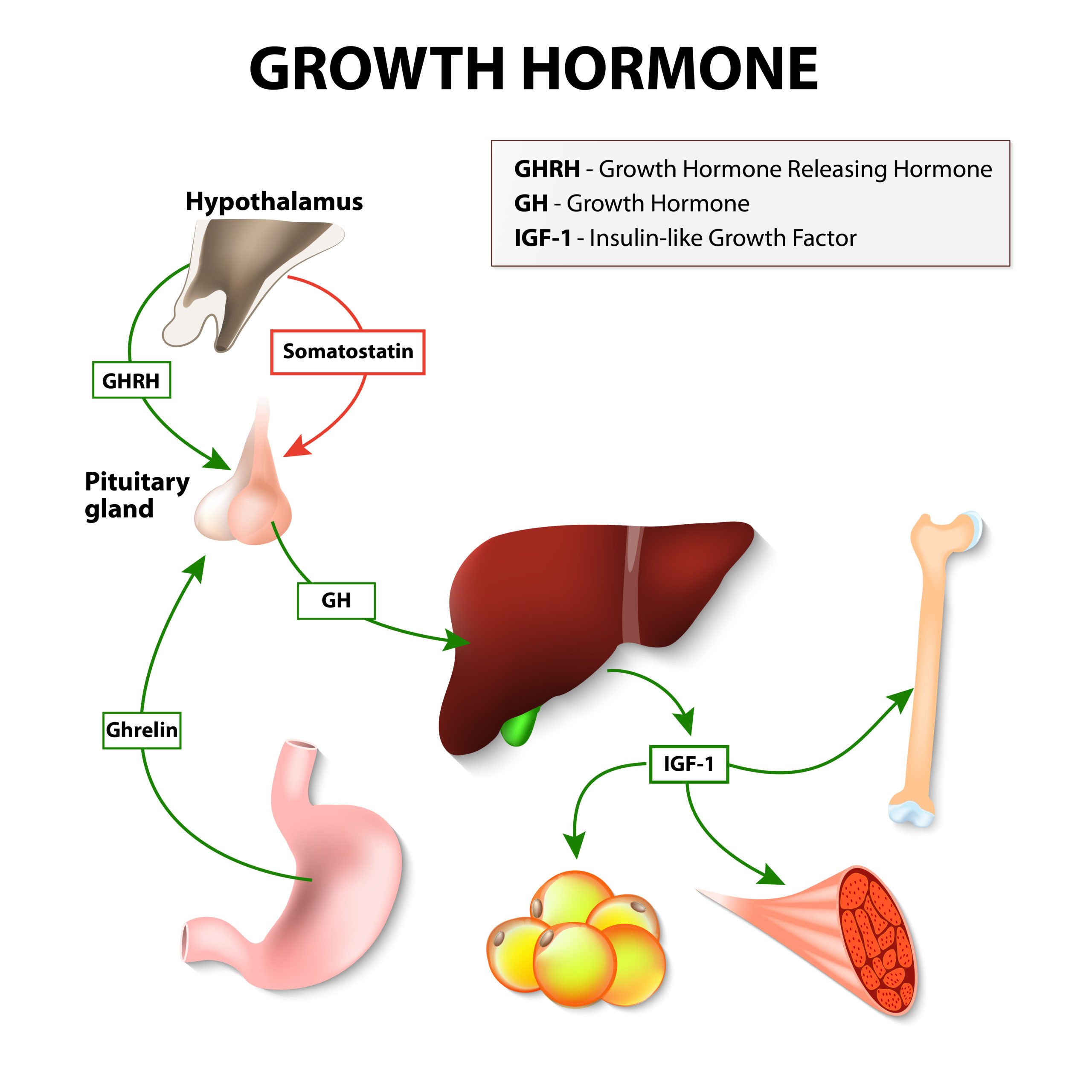 What Happens if You Stop Taking Growth Hormone HealthGAINS