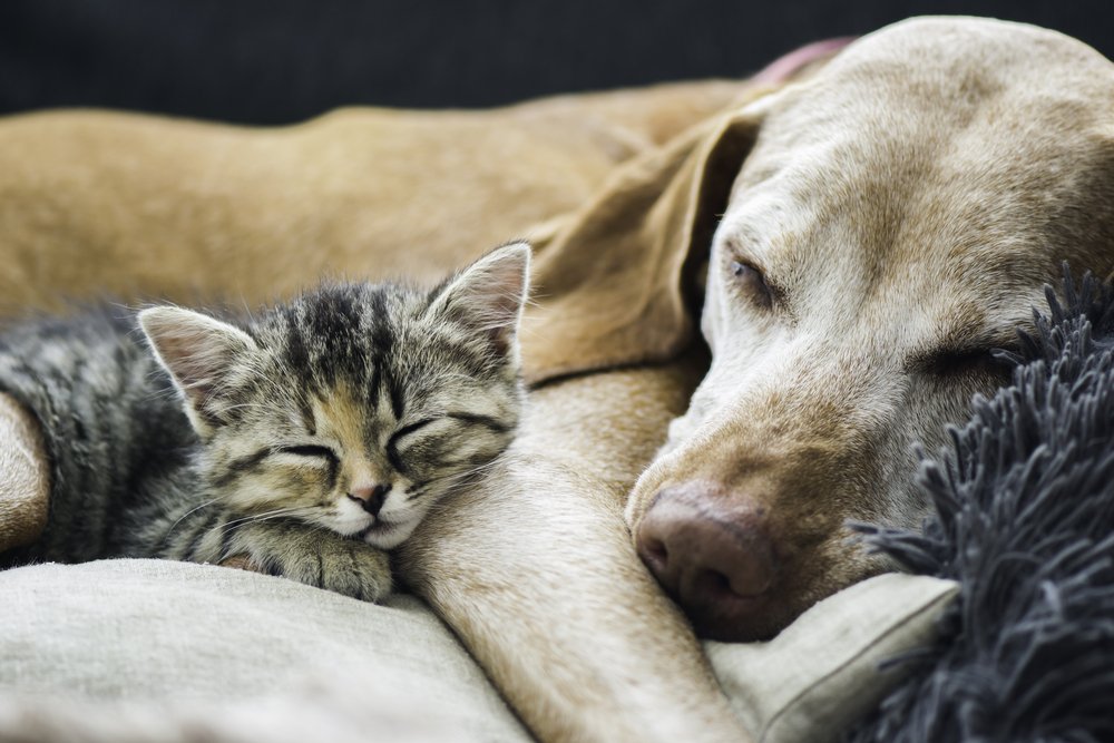 Adorable Dog and Cat